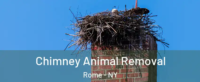 Chimney Animal Removal Rome - NY