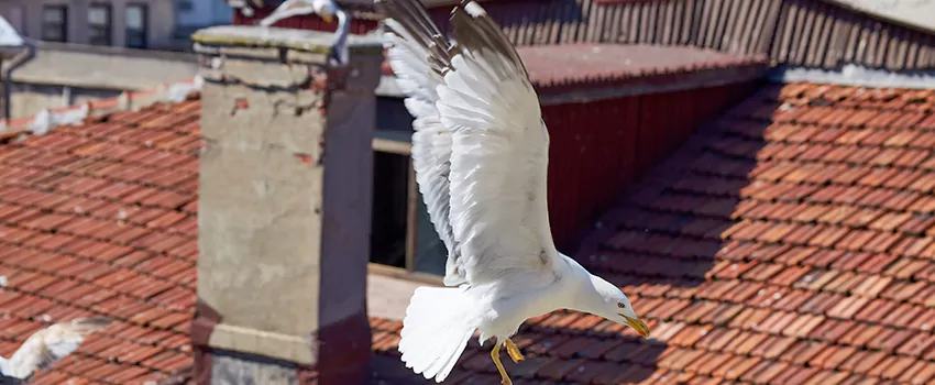 Residential Chimney Animal Removal Solution in Rome, NY