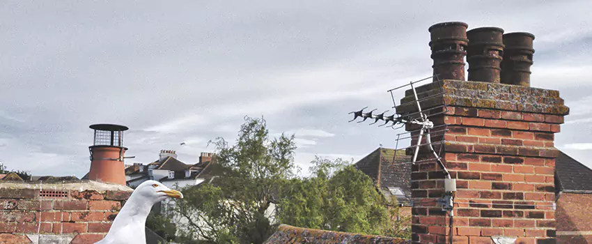 Chimney Cleaning And Restoration in Rome, New York